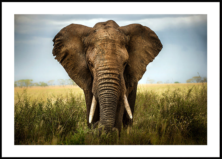 Encuentros en el Serengeti