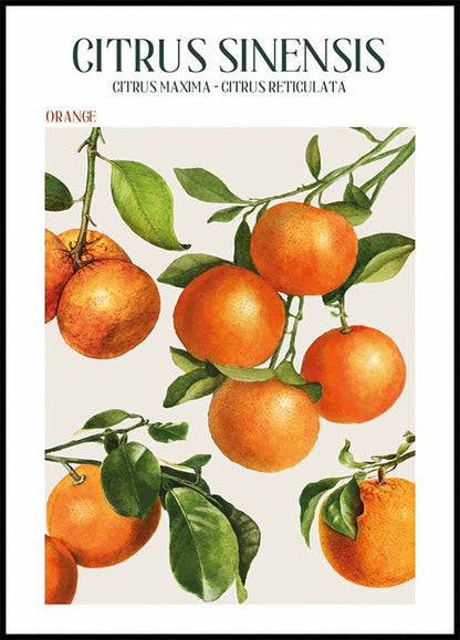 Afiche de Citrus Sinensis 