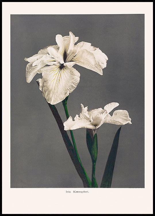 Iris Kæmpferi Póster