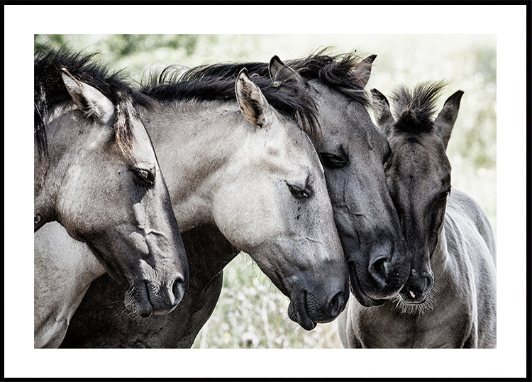 Cuatro caballos Konik
