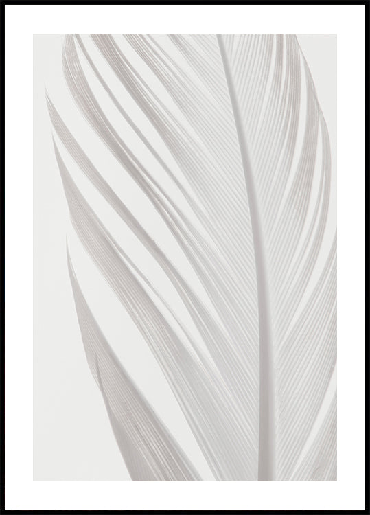 pluma_006