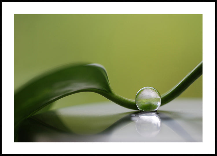 Armonía verde