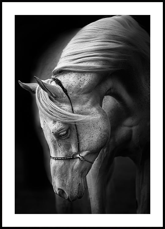 Póster Semental blanco