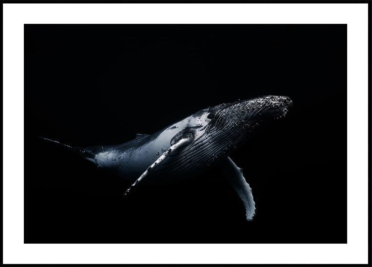 Negro y ballena Póster