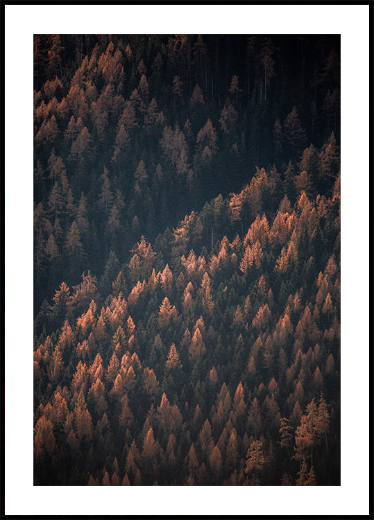Bosque de otoño 2