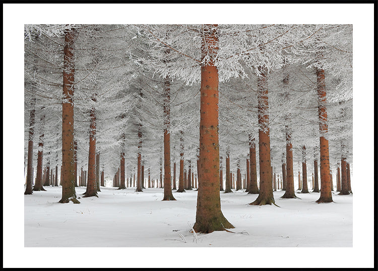 magical forest Plakat