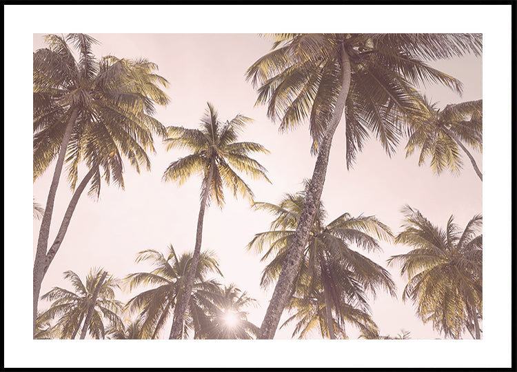 Palmeras ruborizadas