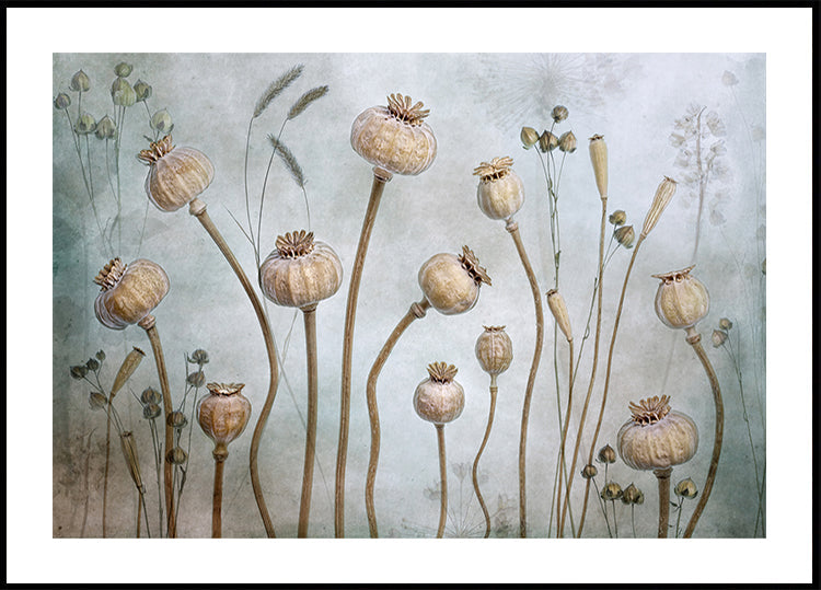 amapolas