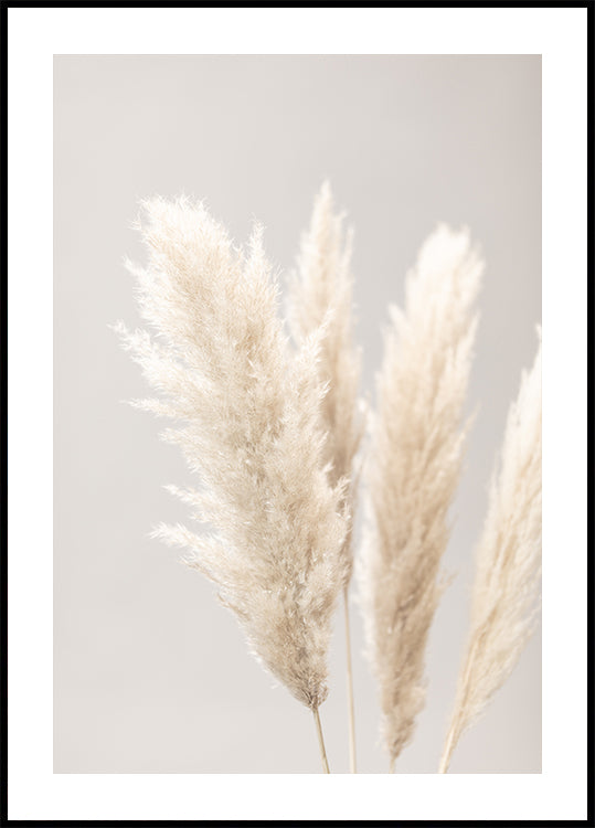 Pampas Grass Gris 02 Póster