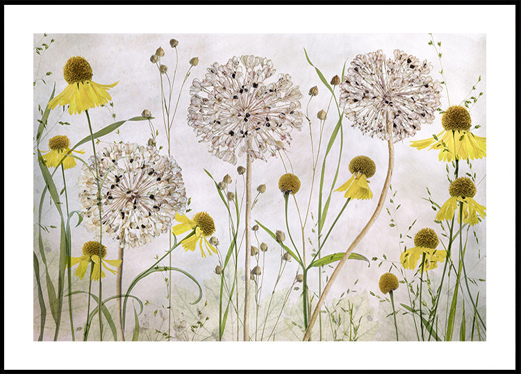Alliums y Heleniums Póster
