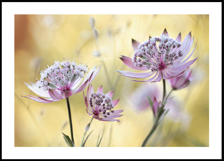 Astrantia Mayor Póster
