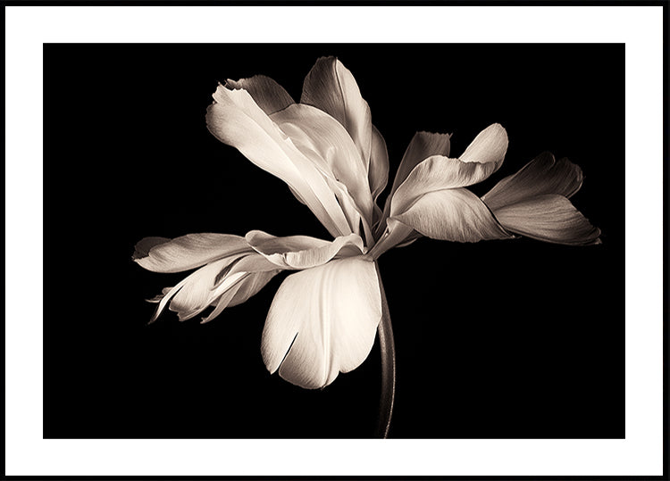 Póster Emperador exótico tulipán