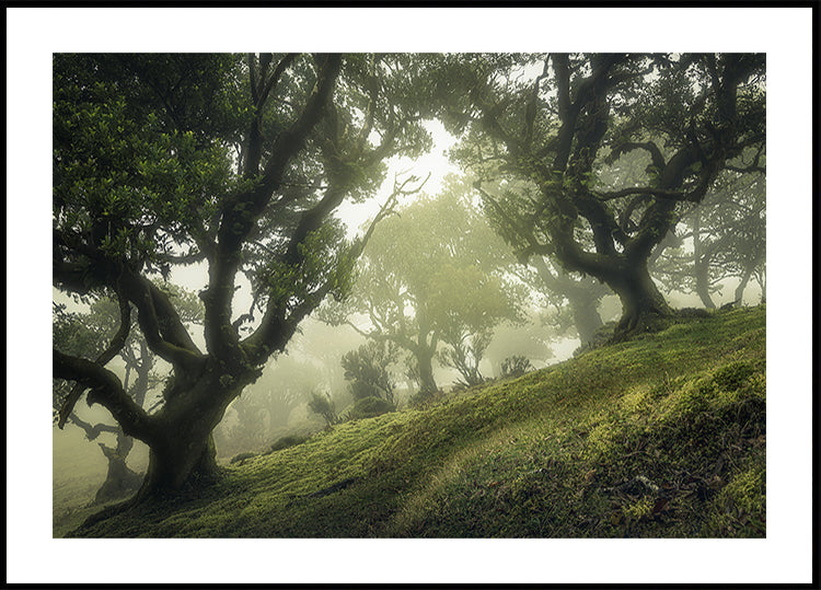 Bosque Encantado Póster