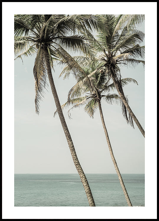 Palmeras brisa del océano Póster