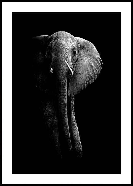 ¡Elefante!