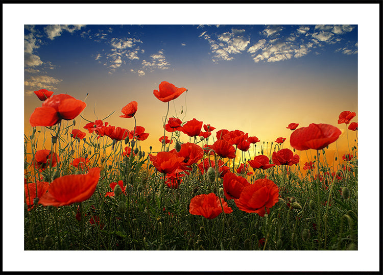 Amapolas Póster