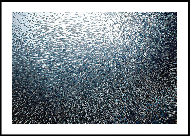 Fuegos artificiales de sardina