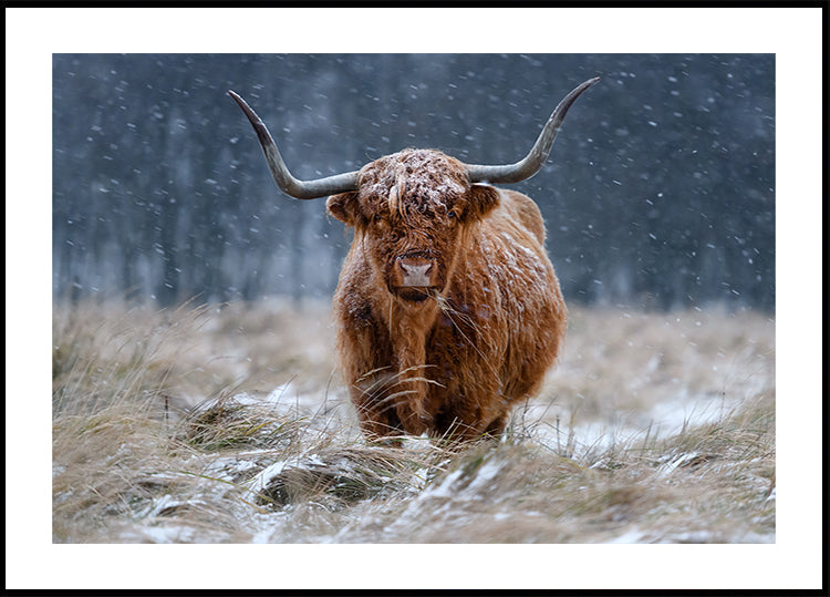 Vaca de las tierras altas nevadas