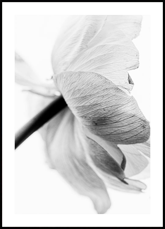 Póster Flor floreciente