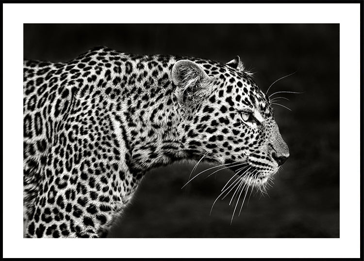 Póster Leopardo de cerca