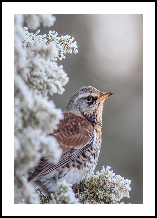 Póster Fieldfare en un entorno invernal