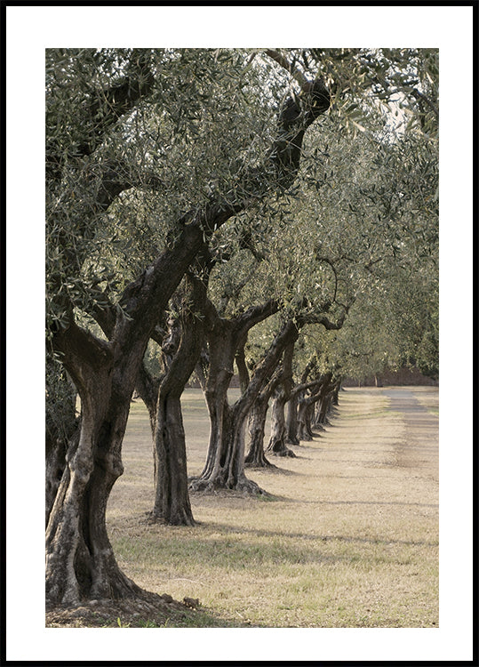 Póster Sendero en el jardín de los olivos 