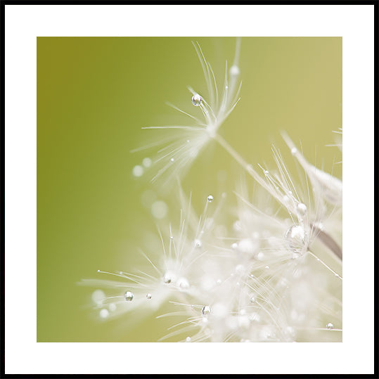 Verde Póster