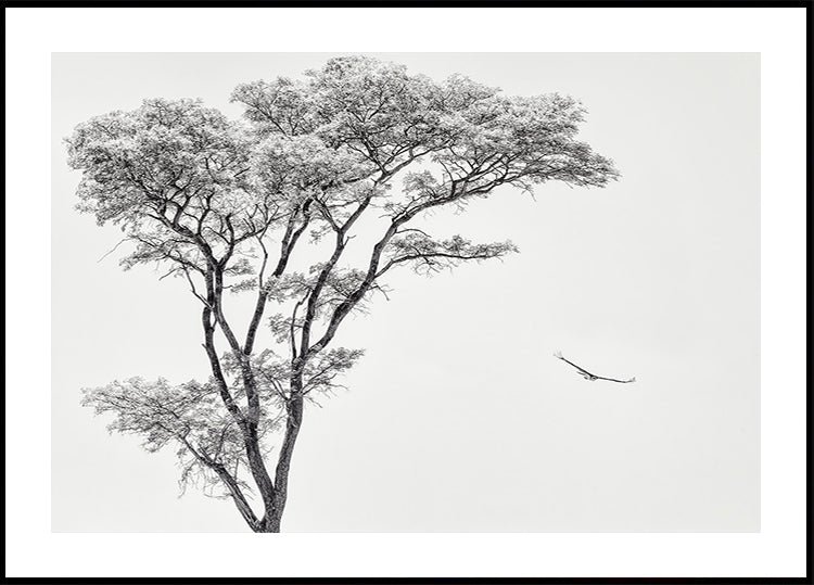 el águila africana Póster