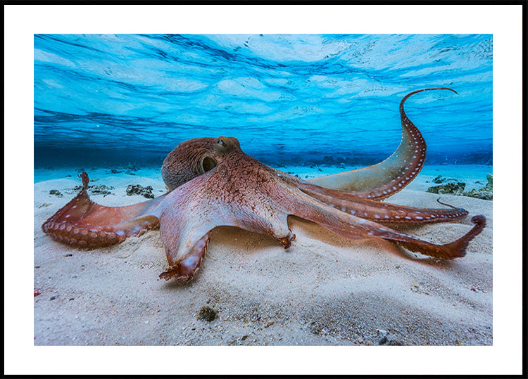 Pulpo