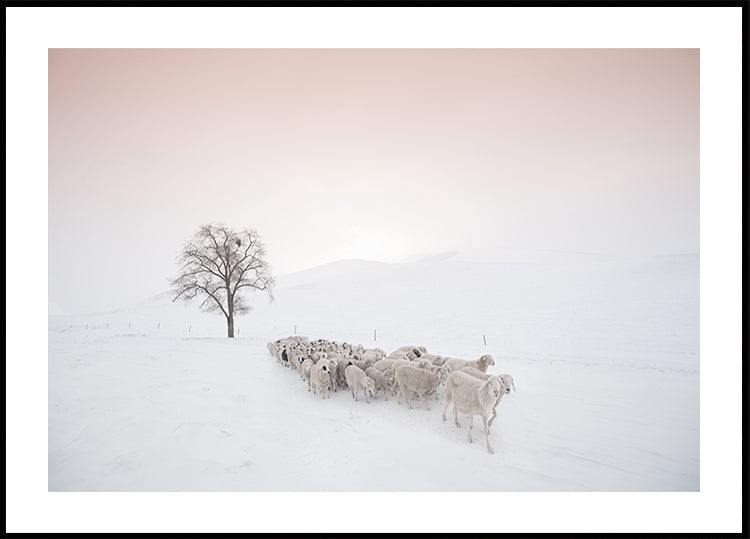 Póster Rebaño en busca de comida