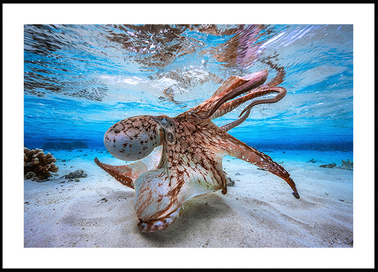 Pulpo bailando Póster