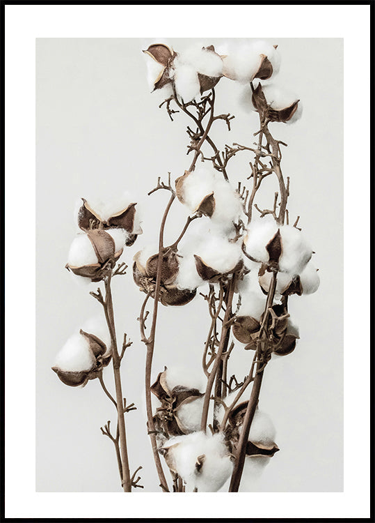 Dry Cotton Plant Plakat - Posterbox.dk