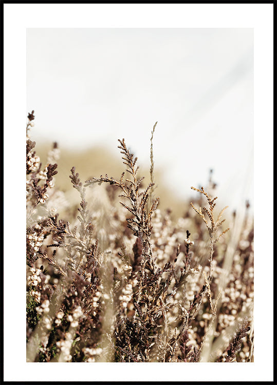 Dry Plant Plakat - Posterbox.dk