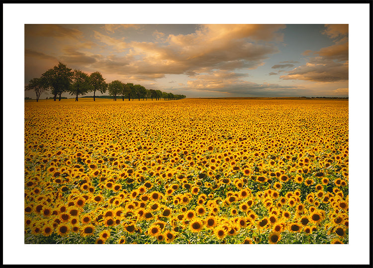 Póster Girasoles