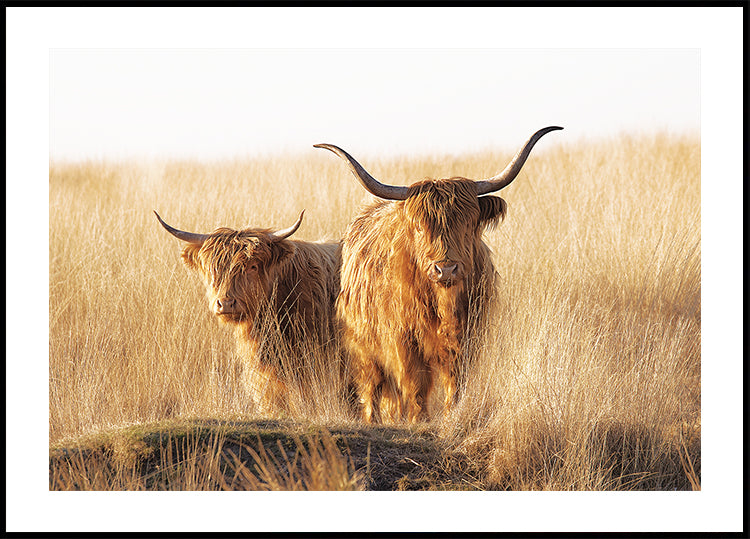 Highlander joven y viejo Póster