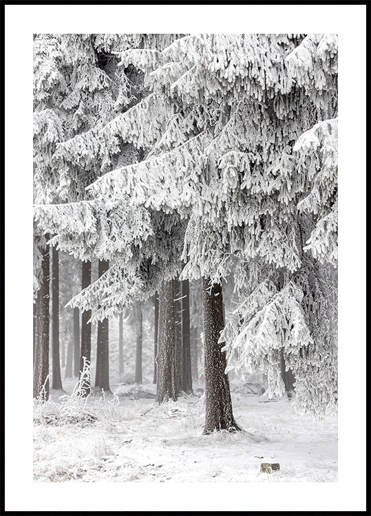 Bosque de invierno 2