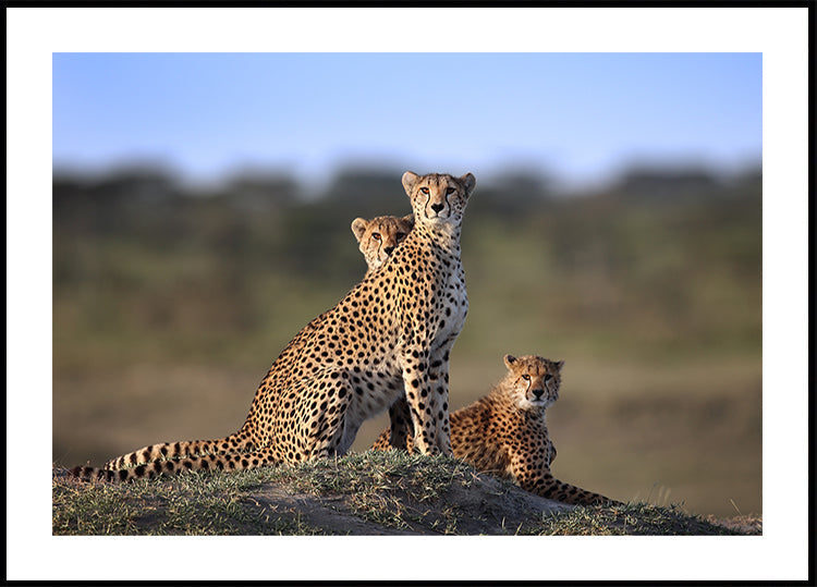 Familia de guepardos Póster