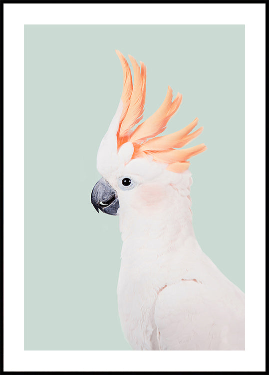 Cacatúa Póster