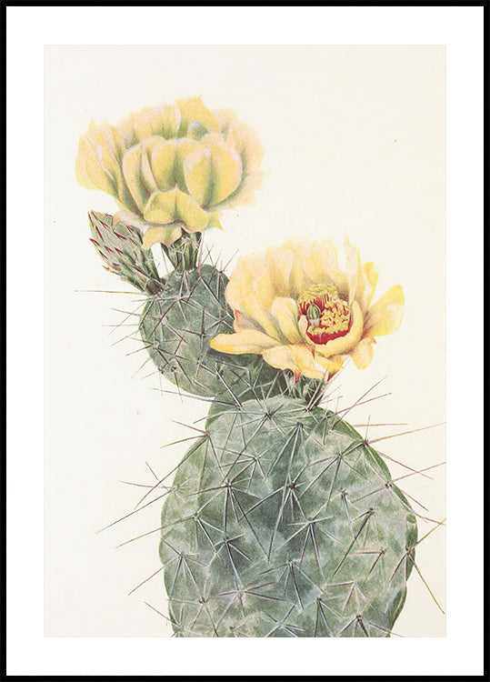 Nopal de Missouri de flores silvestres de América del Norte (1925) de Mary Vaux Walcott. Póster