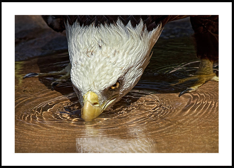 Bebida fría en un día caluroso Póster