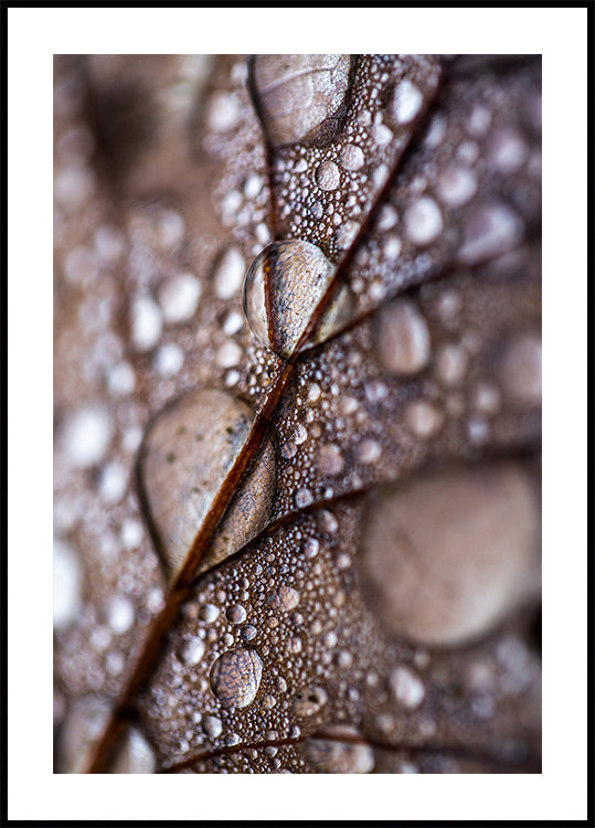 lluvia de otoño