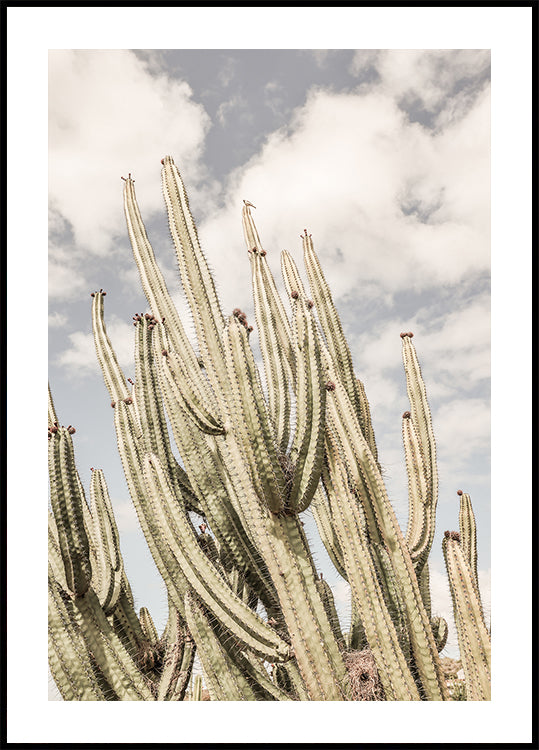 Centinelas del desierto