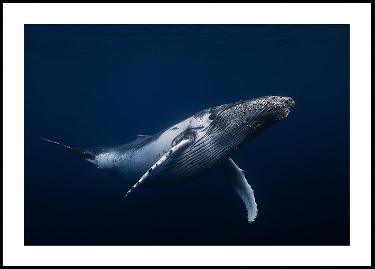 Ballena jorobada en azul Póster