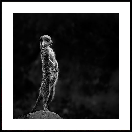 La suricata Póster