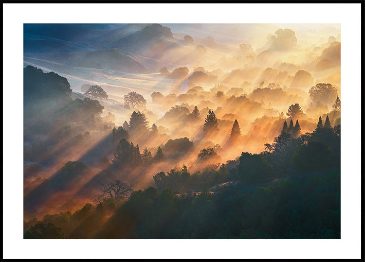 Luz de la mañana Póster