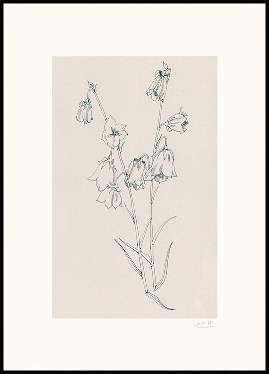 Bellflowers ink drawing Plakat