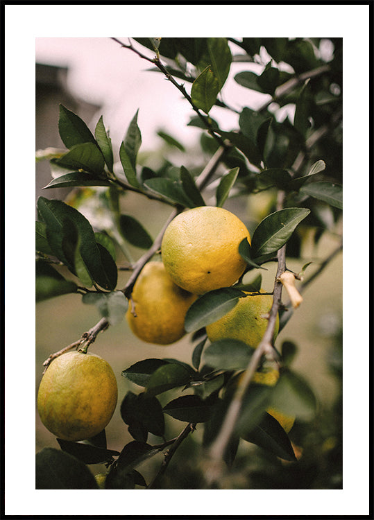 Afiche del árbol de limones 