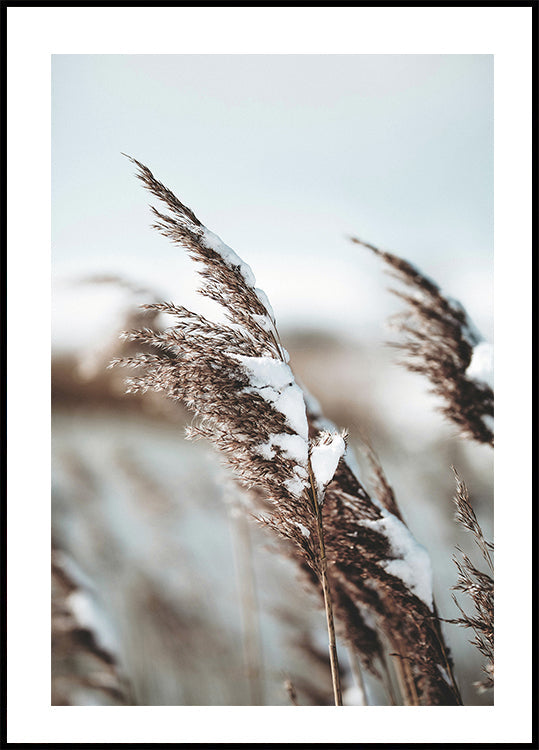 Winter Reed Plakat - Posterbox.dk