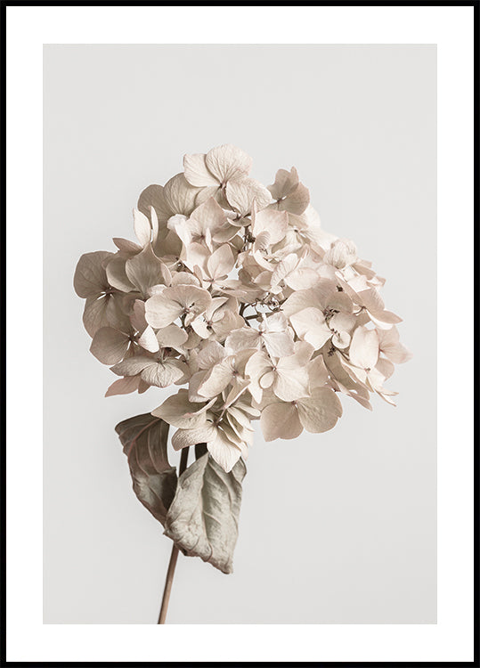 Póster Flor seca beige