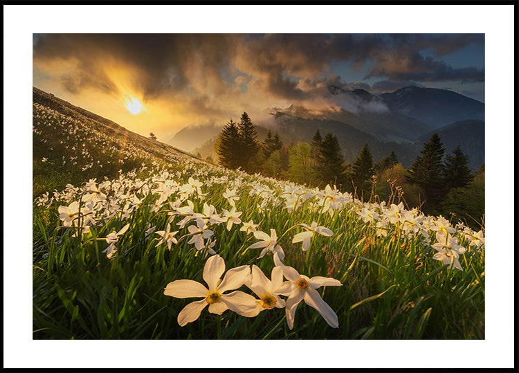 Póster Alfombra blanca